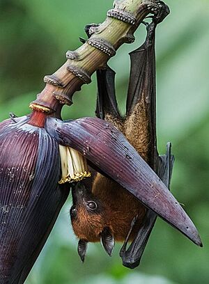 Indian flying fox cropped