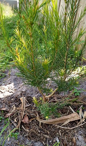 Juvenile Melaleuca ericifolia