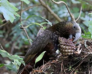 Kaka eating pine cone