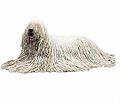 Komondor dog breed