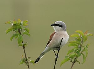 Lanius collurio male am