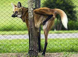 Lobo Guará urinating on tree