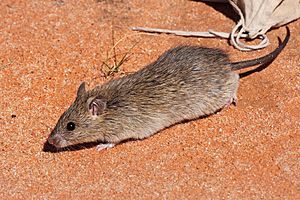 Longtailedrat.jpg