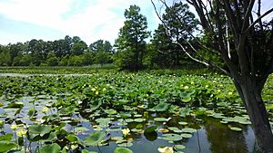 Lotus Garden