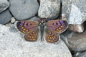 Lycaena boldenarum 1192571