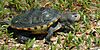 Texas diamond-backed terrapin (Malaclemys terrapin littoralis), Galveston County Texas