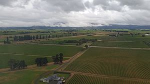 Marlborough Vineyards