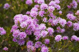 Melaleuca squamea - Melaleuca.jpg