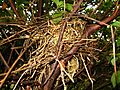 Mimus saturninus Nest