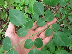 Moringa stenopetala