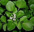 Nasturtium officinale 154629037