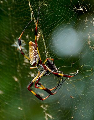 Nephila-clavipes-1