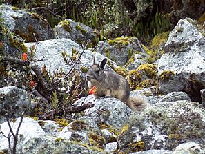 Northern vizcacha2