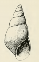 Odostomia donilla 001