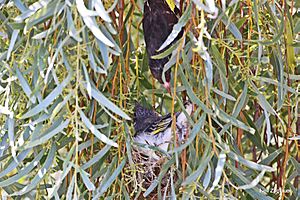 Painted Honeyeater nest3