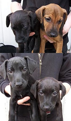 Patterdalepuppies