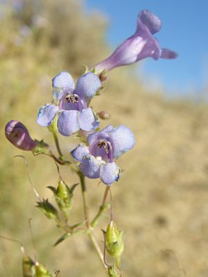 Penstemon gibbensii.jpg