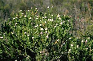 Petrophile scabriuscula.jpg