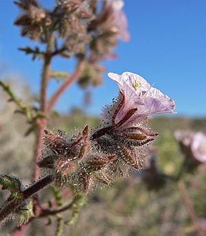 Phacelia vallis-mortae 7.jpg