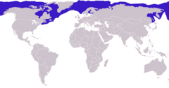 Phoca hispida distribution.png