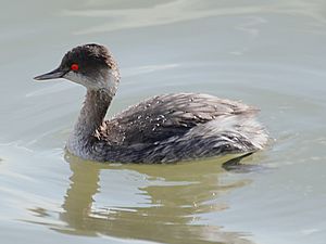 Podiceps nigricollis 001