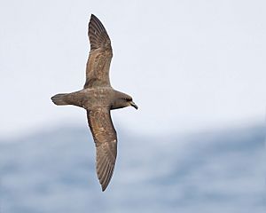 Pterodroma macroptera in flight 3 - SE Tasmania.jpg