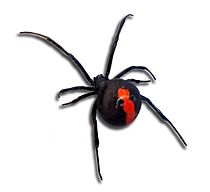 Redback back view