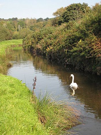 River Cober in Loe Valley - geograph.org.uk - 984703.jpg