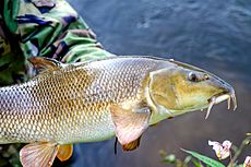 River Wye barbel