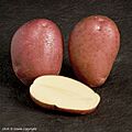 Rooster potato SASA.jpg