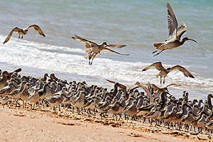 Roosting waders Roebuck Bay