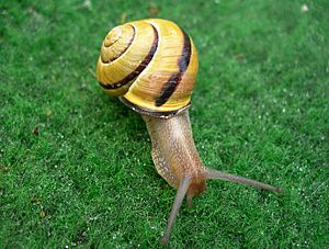 Schneckesnail1