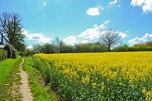 Shenfield Canola Fields