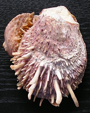 Spondylus sp.jpg