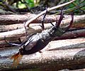 Stag Beetle on deadhedge in Gunnersbury Triangle