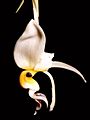 Stanhopea embreei Orchi 001