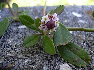 Starr 031108-0219 Phyla nodiflora.jpg