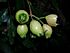 Starr 050818-4168 Syzygium jambos.jpg