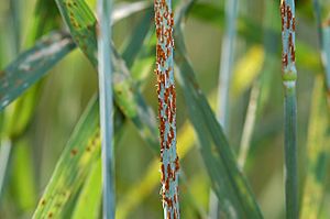 Stem rust close up