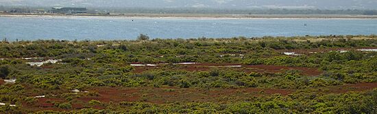 Stkilda lagoon over samphire saltmarsh