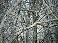 Strix varia Barred Owl 3.8.2008