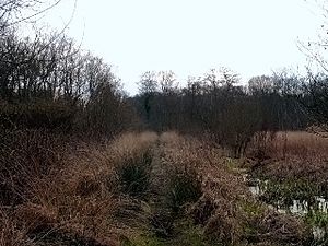 Vague straight track through boggy brush-covered ground