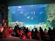 Sydney Sea Life Aquarium (32423380775)