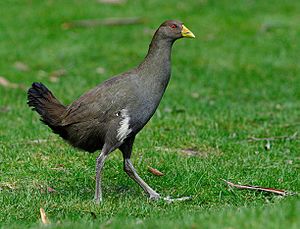 Tasmanian-Native-hen