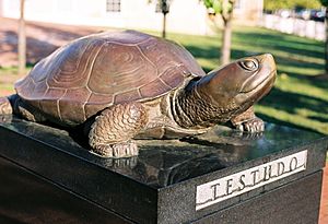 Testudo 2