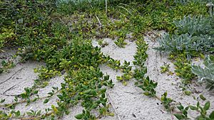 Tetragonia implexicoma habit