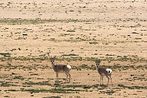 Tibetan Gazelle, Ladakh (167275759)