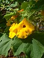 Uncarina grandidieri01