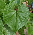 Vitis Riparia