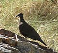 White-quilled Rock-Pigeon 03